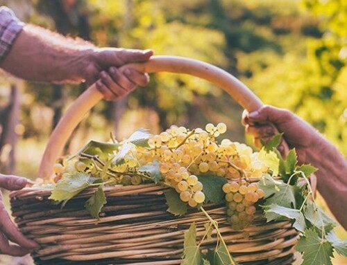 Le professioni del Vino