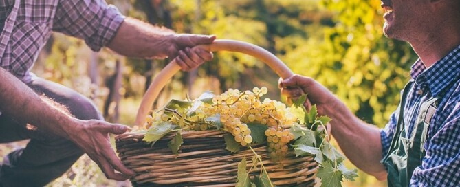 Le professioni del VIno